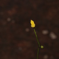 Utricularia gibba L.